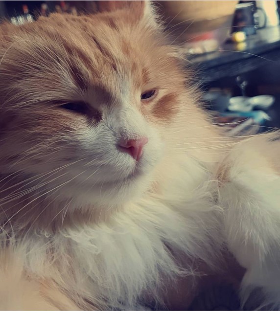 Sibirisk katt Gryphon