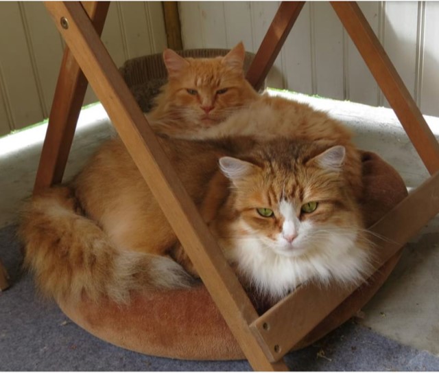 Sibirisk katt Hercules o Galieleo