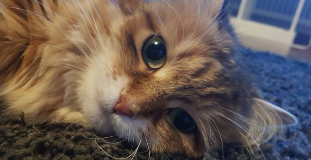 Sibirisk katt Quirk