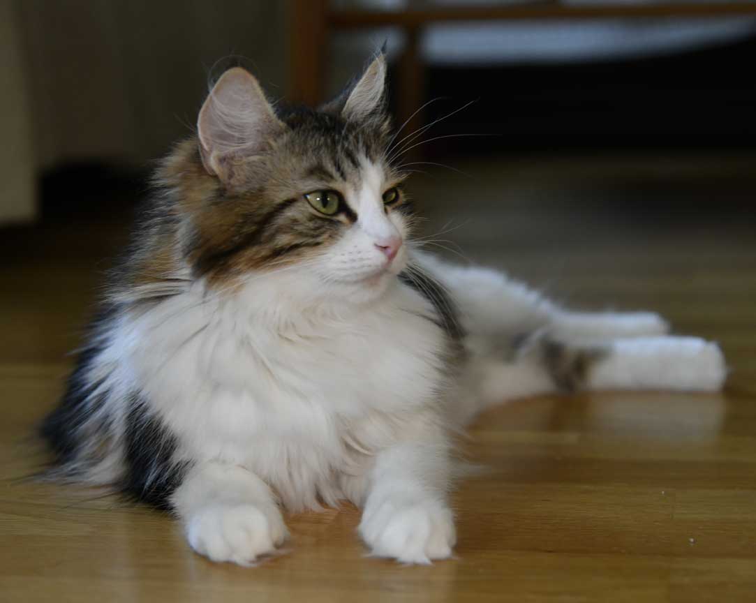 sibirisk katt Vickie