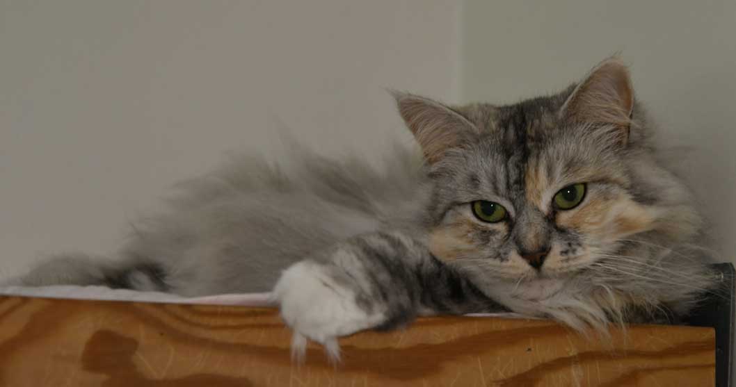 sibirisk katt Zinnie