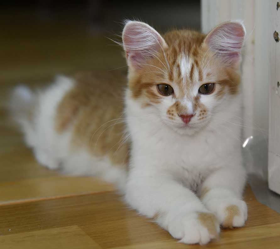 sibirisk kattunge Aldermin