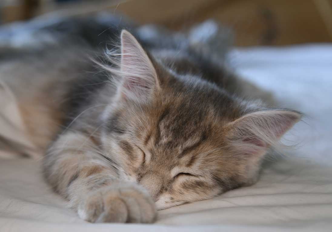 sibirisk kattunge Beemim