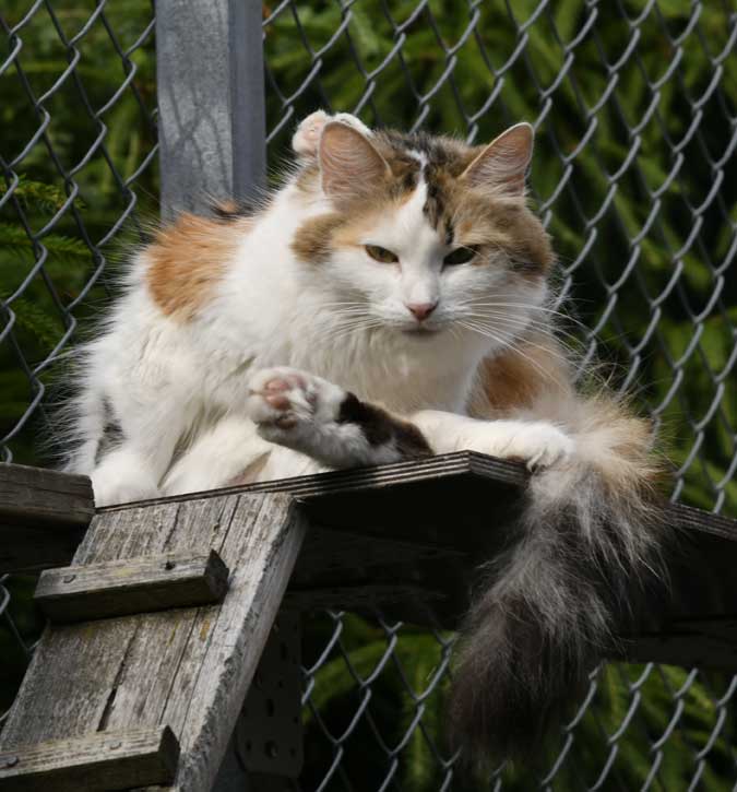 sibirisk katt Tracie