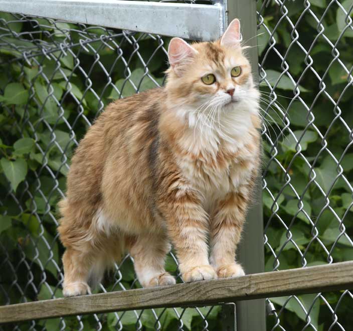 sibirisk katt Uni