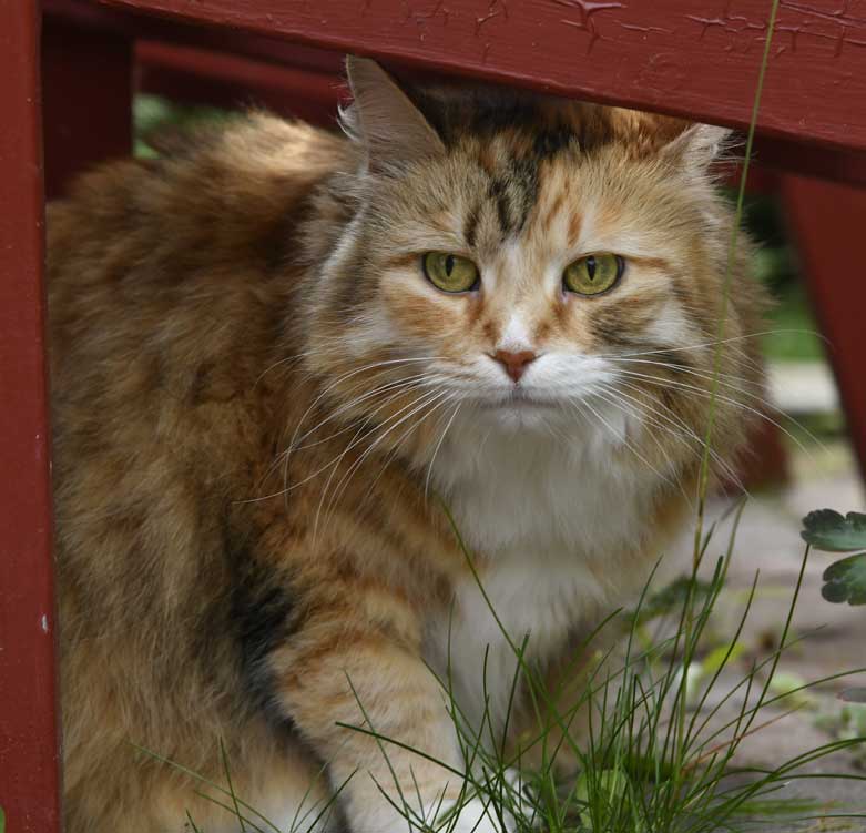 sibirisk katt Dani