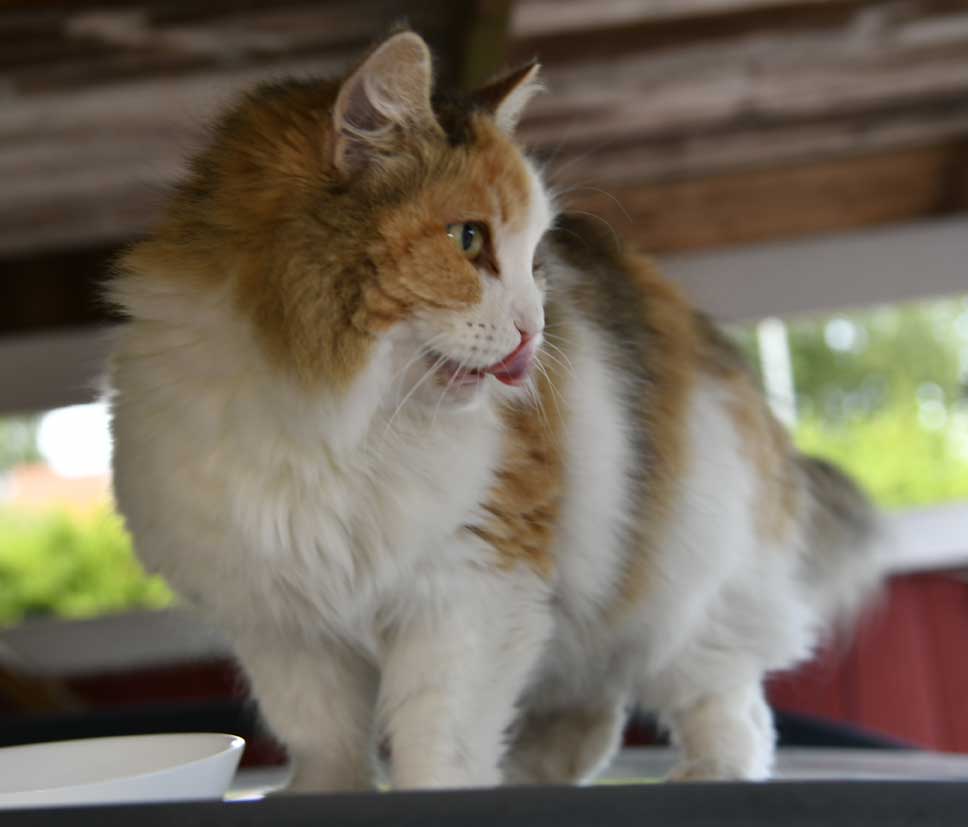 sibirisk katt Colbie