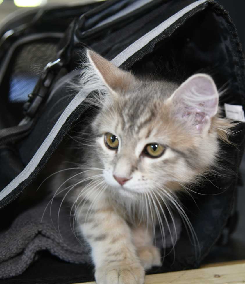 sibirisk kattunge Beemim