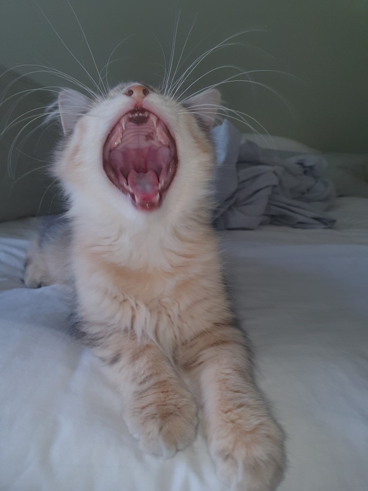 Sibirisk katt Beemim