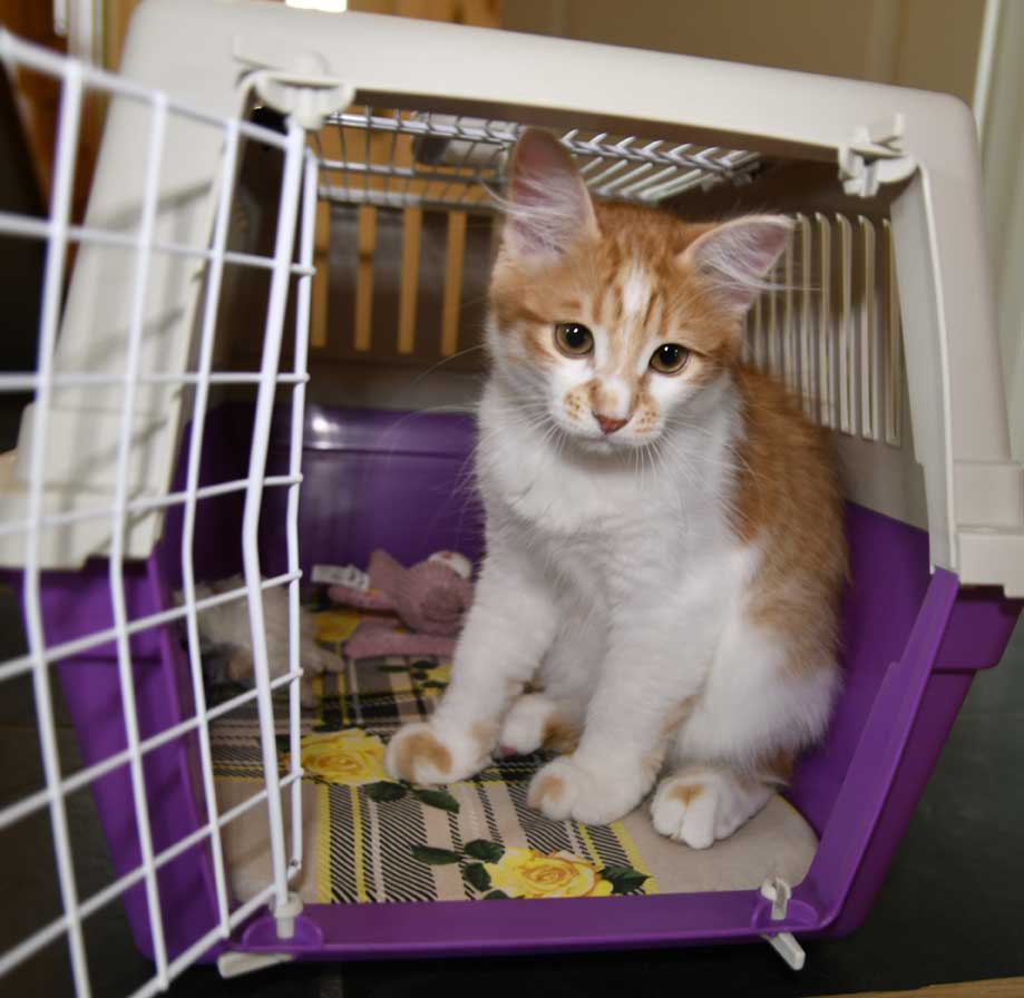 sibirisk kattunge Aldermin