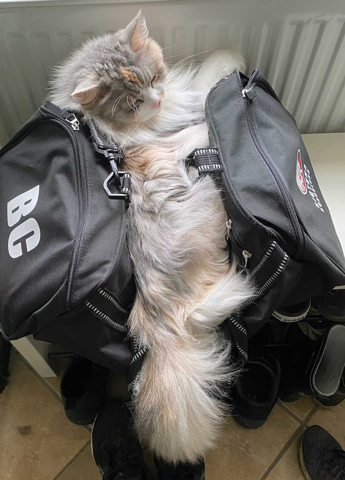 Sibirisk katt Xenia