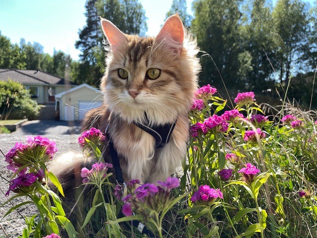 Sibirisk katt Yoko