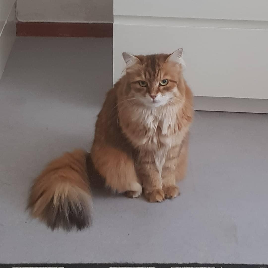 Sibirisk katt Quirk