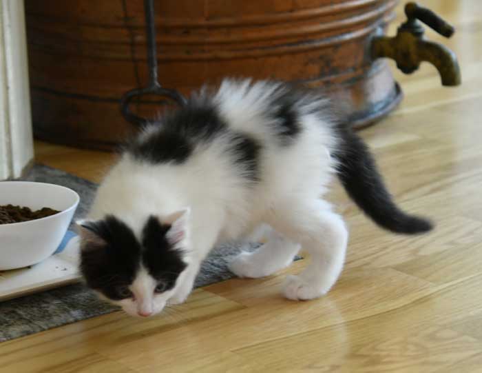 sibirisk kattunge Cupido