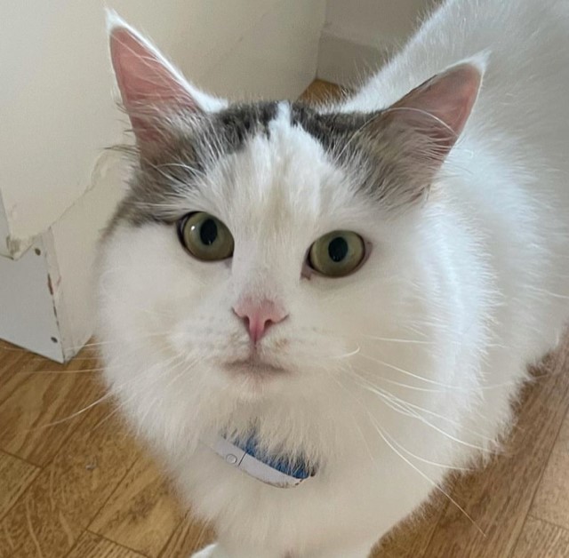 Sibirisk katt Castor