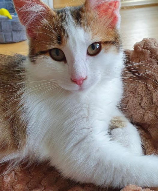 Sibirisk katt Alekto