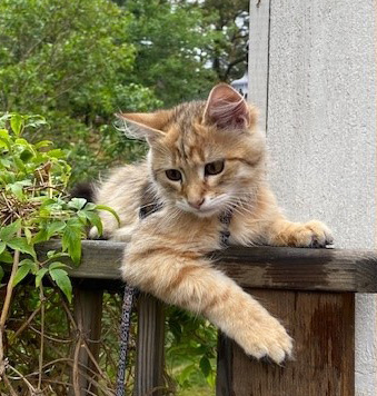 Sibirisk katt Betelgeuse