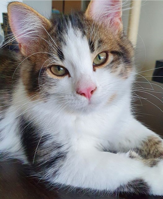 Sibirisk kattunge Amor