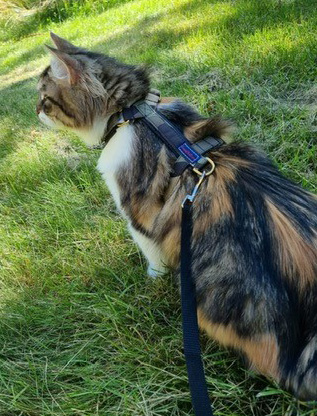 Sibirisk katt Xainza