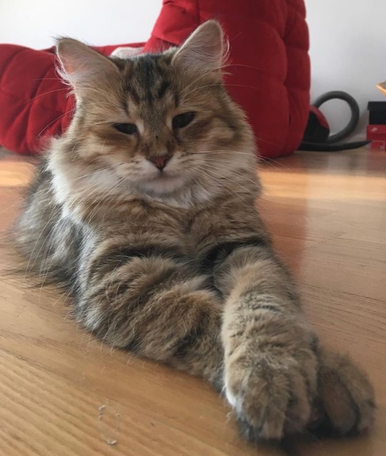Sibirisk katt Yetta