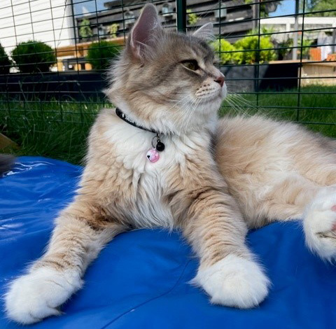 Sibirisk katt Ziggy