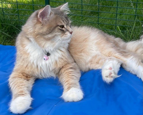 sibirisk katt Ziggy