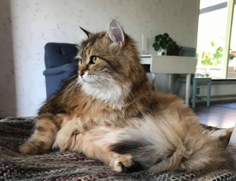 Sibirisk katt Ul