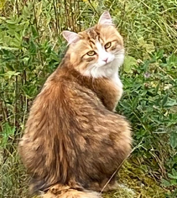 sibirisk katt Ueta