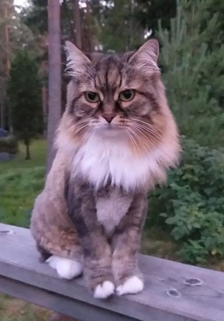 Sibirisk katt Vera