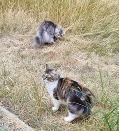 Sibirisk katt Xainza o Yambika
