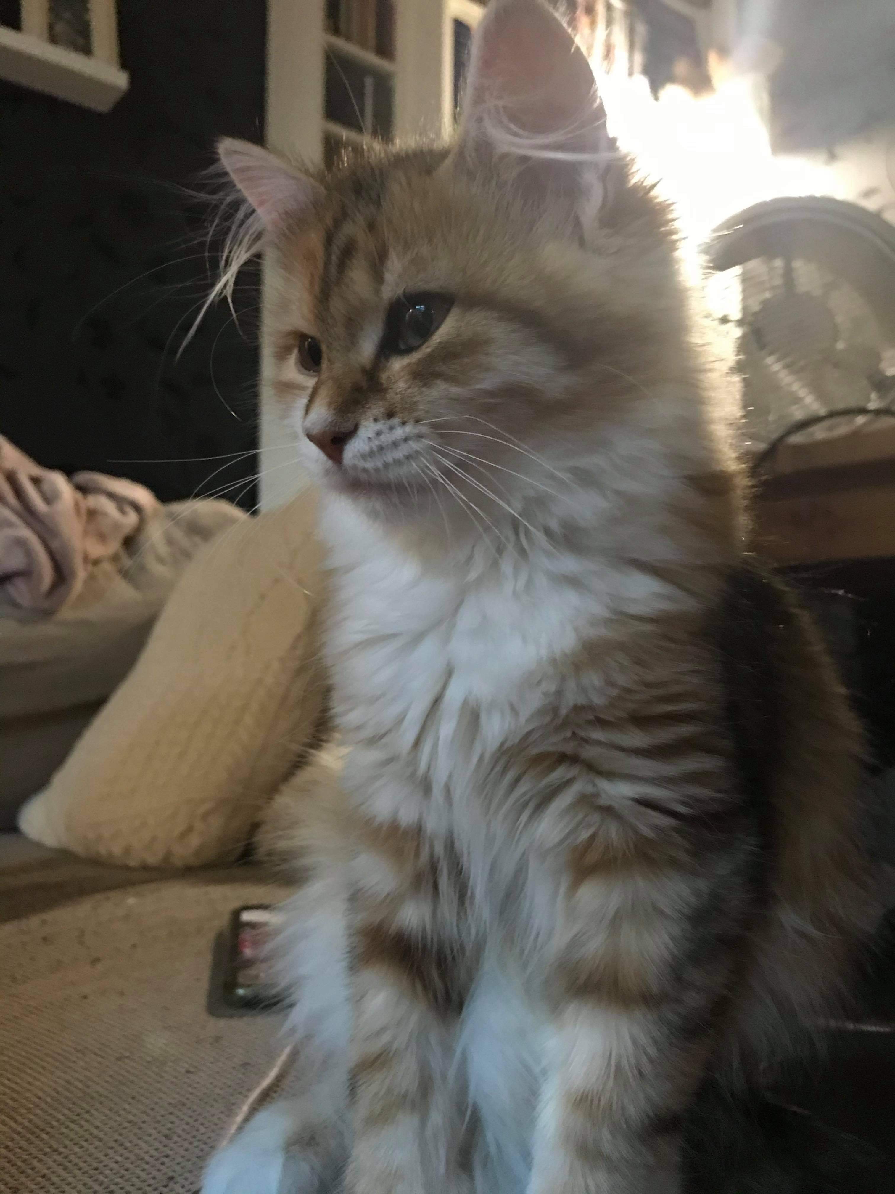 Sibirisk katt Bella