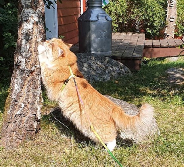 Sibirisk katt Nimoy