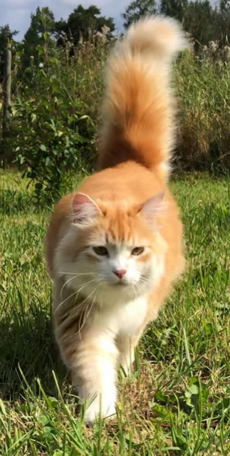 Sibiriskkatt