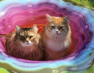 Sibirisk katt Nimoy och Odilia