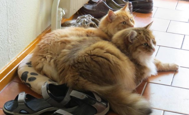 Sibirisk katt Hercules o Galileo