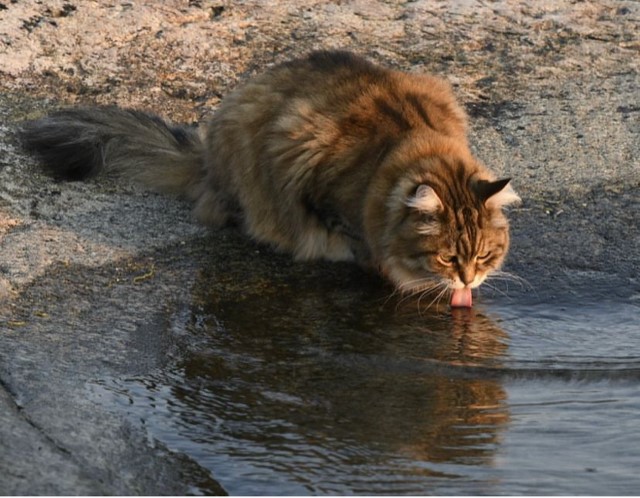 Sibirisk katt Lulin