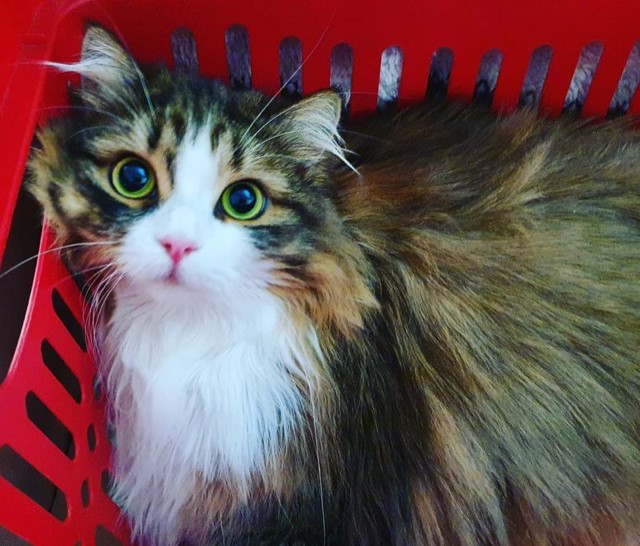 Sibirisk katt Salsa