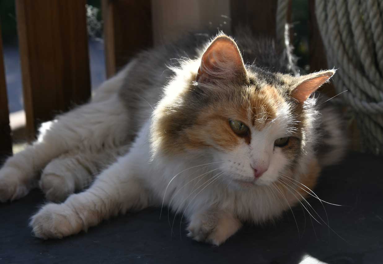 sibirisk katt Colbie