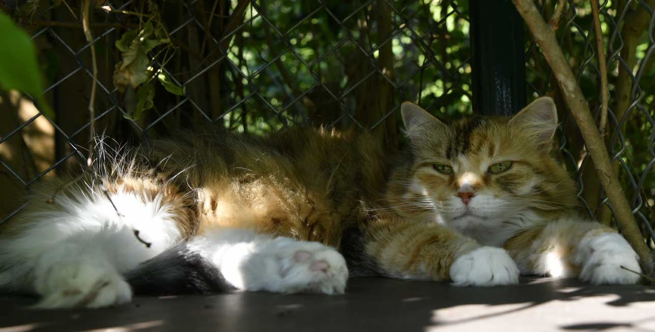 sibirisk katt Dani