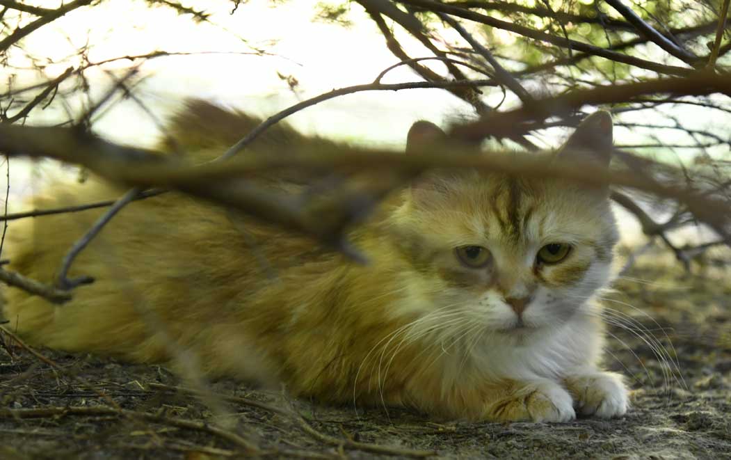 sibirisk katt Uni