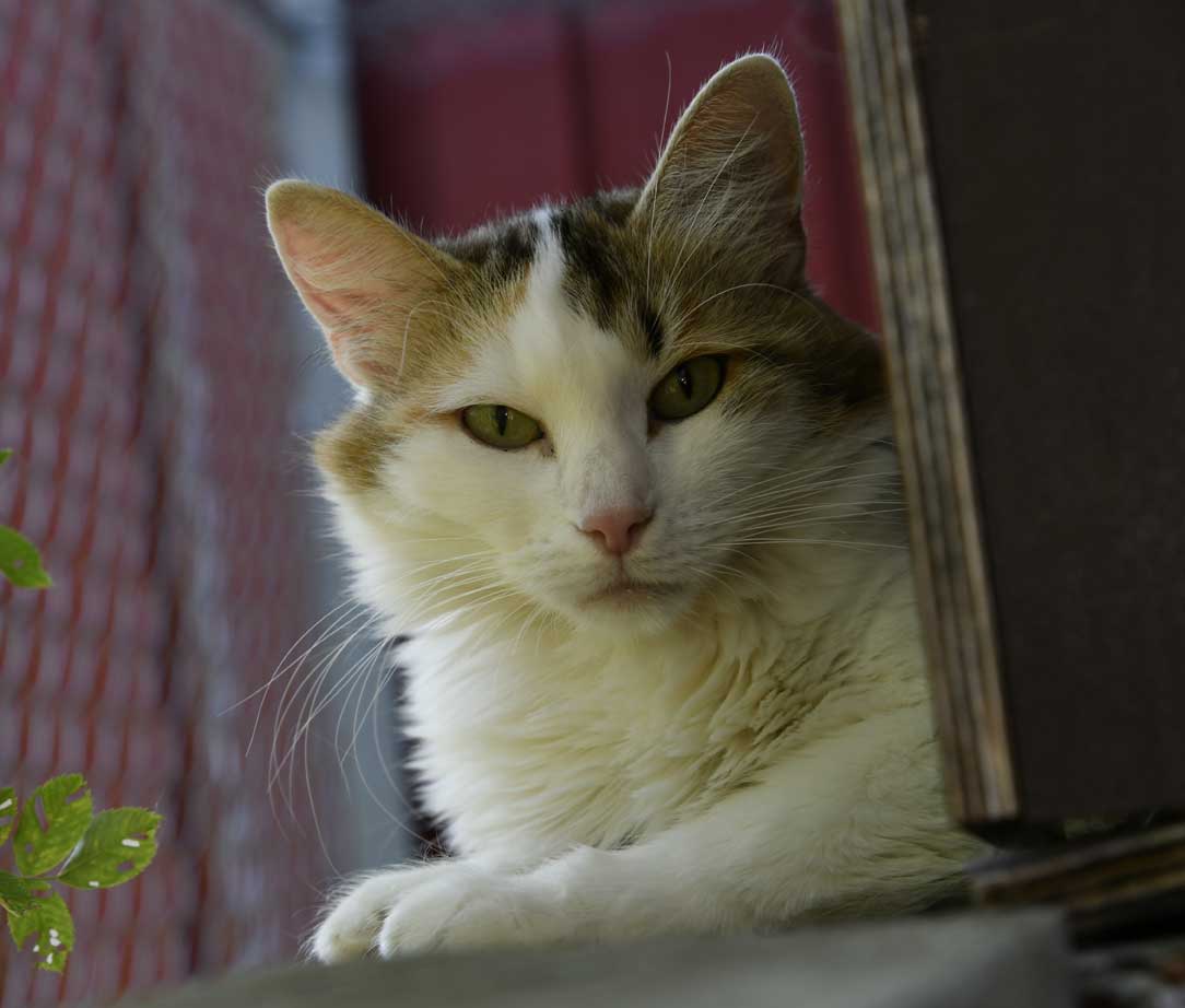 sibirisk katt Tracie