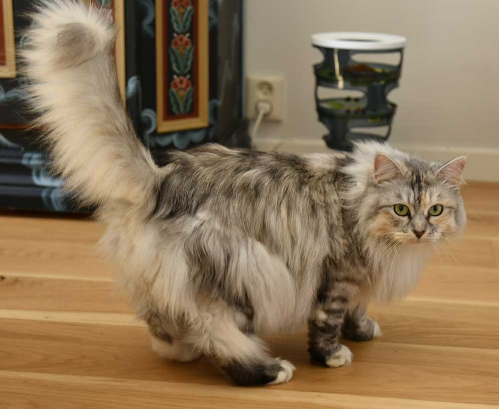 sibirisk katt Zinnie