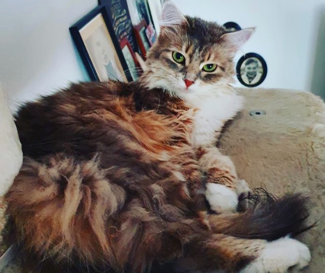 Sibirisk katt Utopia