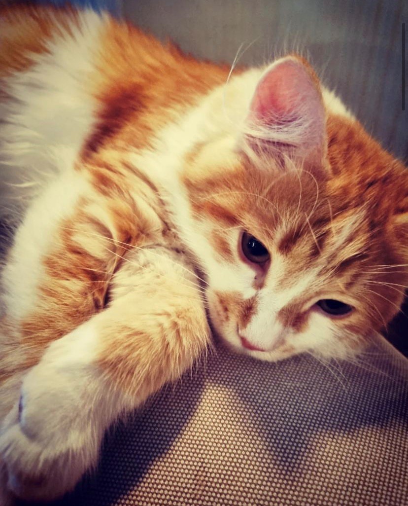 Sibirisk katt Antares