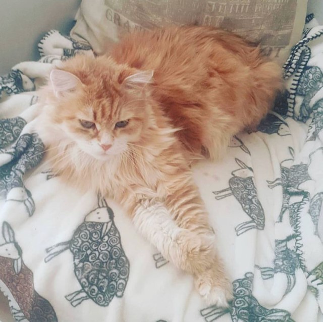 Sibirisk katt Marilyn