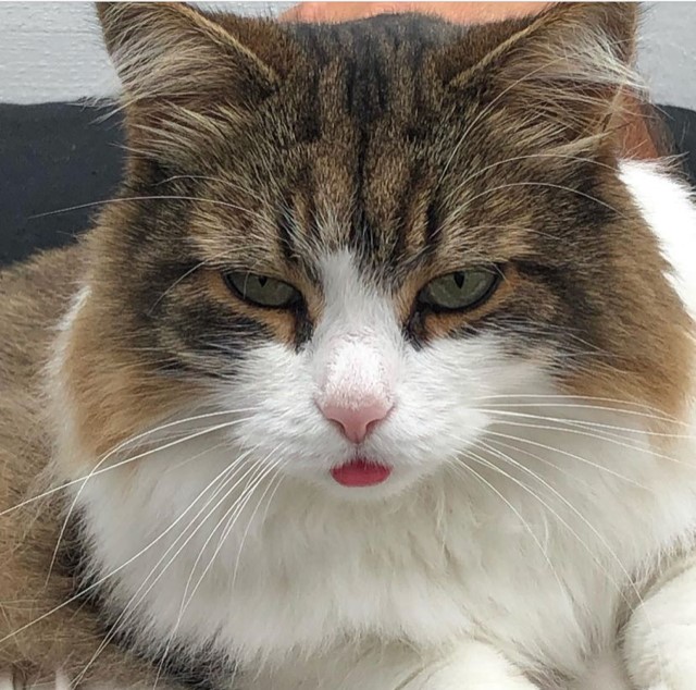 Sibirisk katt Valentine