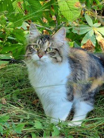 sibirisk katt Xainza