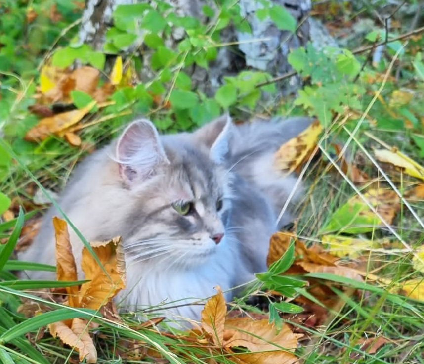 Sibirisk katt Yambika