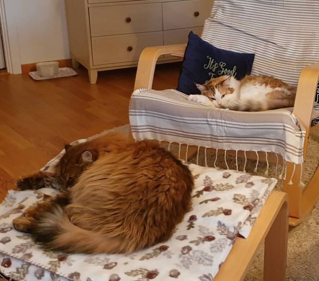 Sibirisk katt Orinda och Nymphe