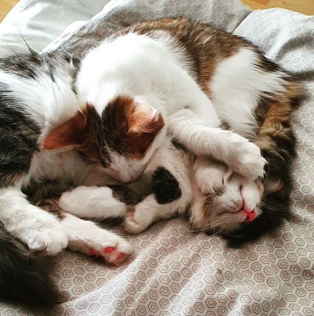 Sibirisk katt Alekto Amor